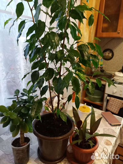 Диффенбахия