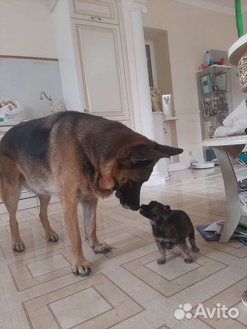 Щенки от мамы овчарки в дар