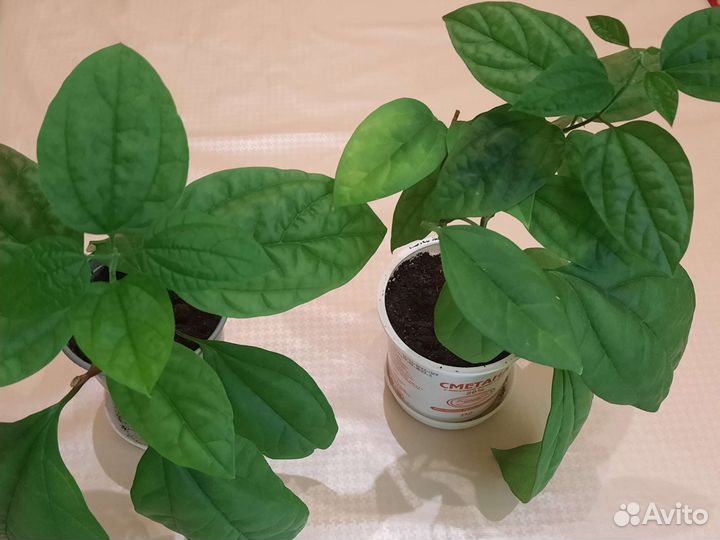 Клеродендрум госпожи томпсон, плектрантус