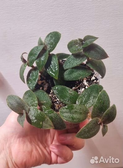 Ктенанта, каллизия, цианотис, аптения, пумила