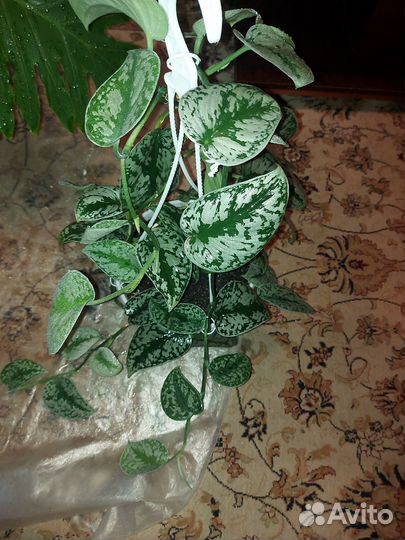 Эпипремнум