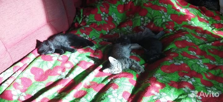 Котёнок Котята мануальные