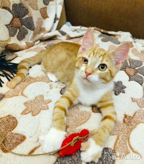 Мальчишка ищет дом