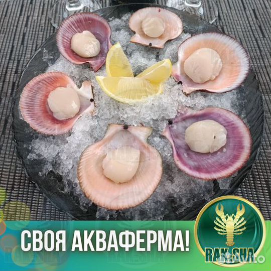 Сет Гребешок морской на 2х из живых гребешков