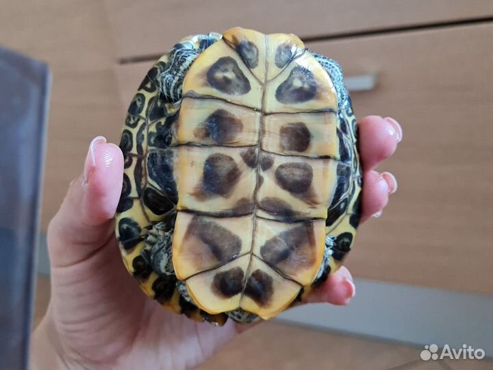 Красноухая черепаха