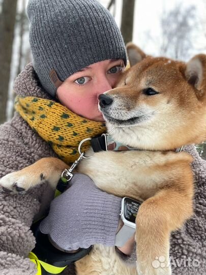 Передежка домашних собак, зооняня