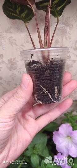 Калатея макоя