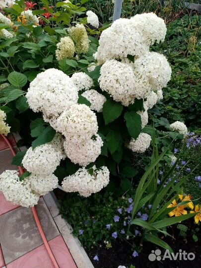 Хосты, гортензия, жасмин