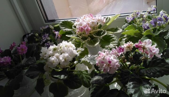 Черенки сортовых фиалок