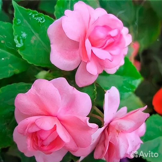 Пеларгонии сортовые