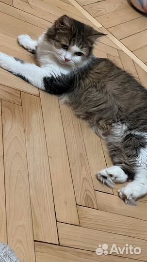 Шотладские котята