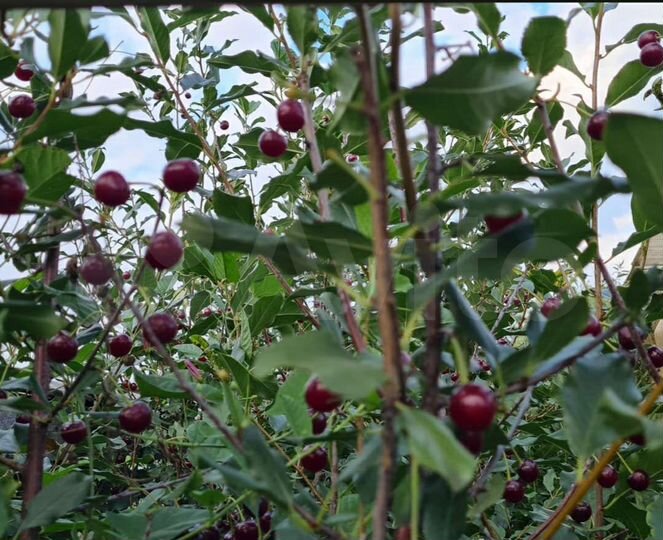 Дача 30 м² на участке 5 сот.