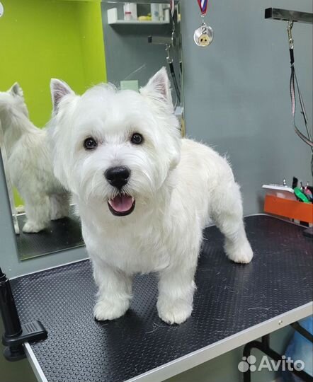 Груминг стрижка собак и кошек Тюмень