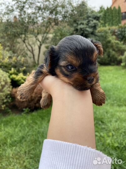 Вязка Йоркширский Терьер