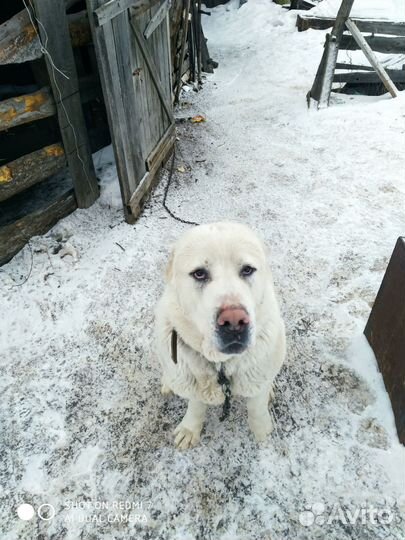 Алабай вязка,кобель