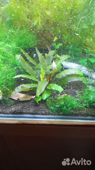 Аквариумные растения наборы, креветки