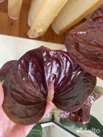 Антуриум эссенция