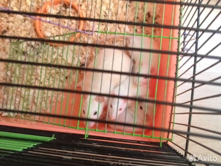 Крысы,Джамбо