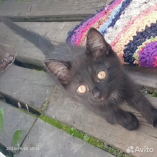 Кошка в дар