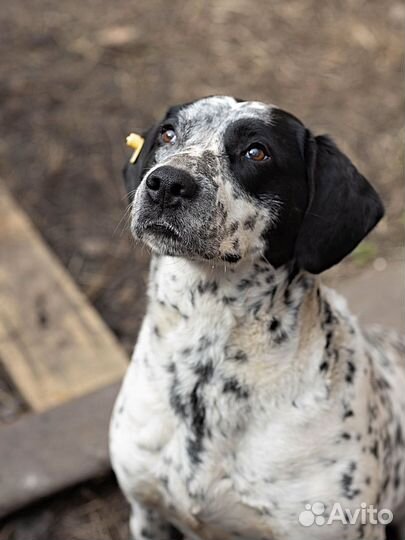 Фенотип Далматина в добрые руки