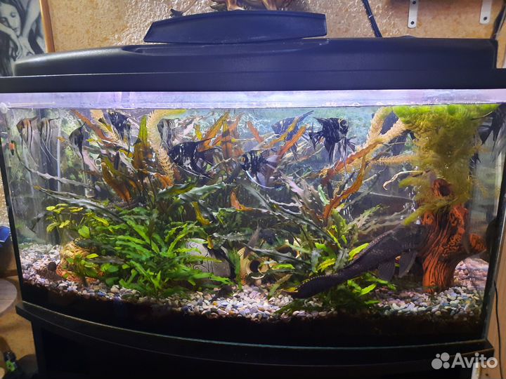Аквариум с тумбой на 250 л