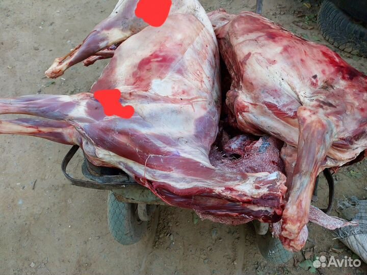 Мясо для собак