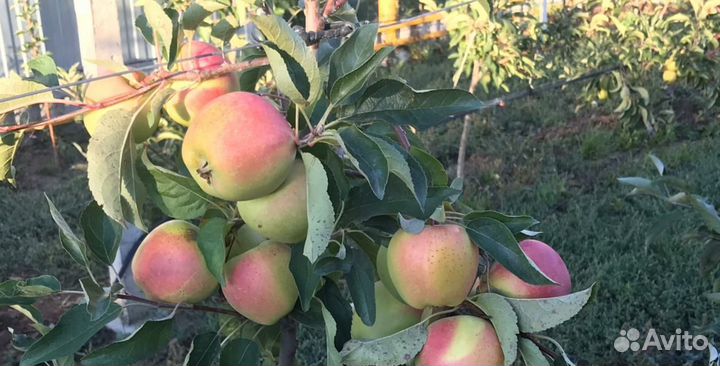 Саженцы Пинк Голд