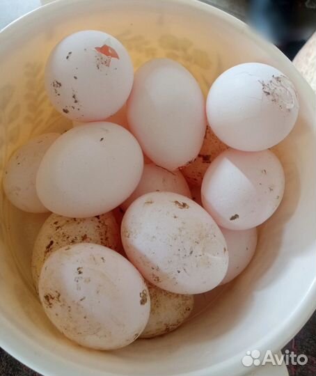 Куры несушки