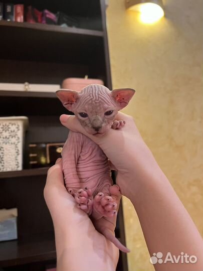 Канадский сфинкс котенок