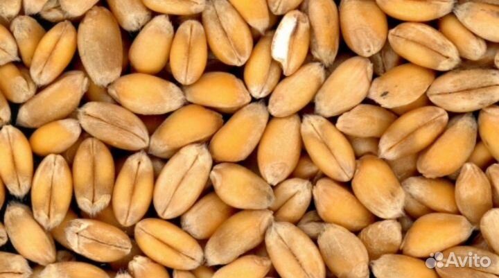 Пшеница в мешках