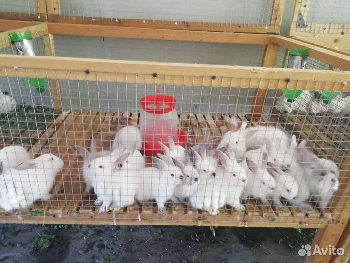 Калифорнийские кролики