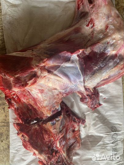 Продам говядину