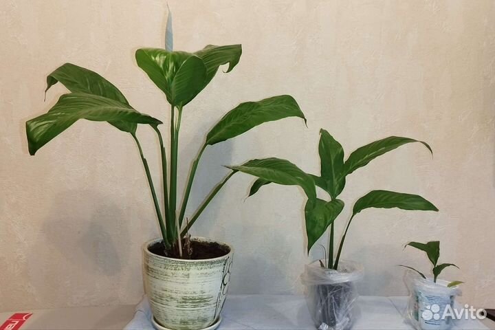 Спатифиллум Лемон Глоу (Lemon Glow)