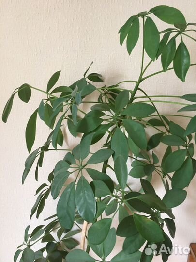 Шеффлера, фуксия, хойя