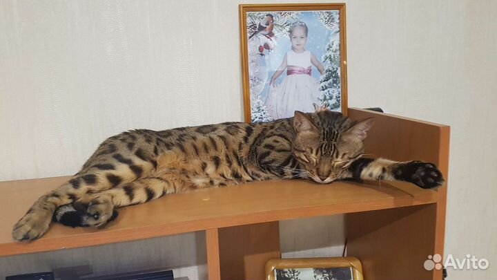 Передержка дом.питомцев. Гостиница для животных