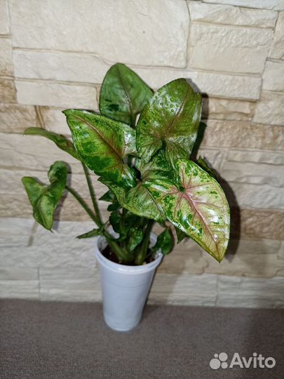 Сингониумы сортовые