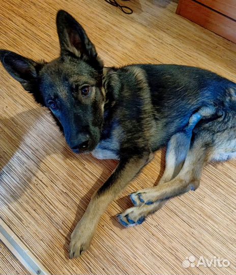 Щенок мальчик в добрые руки