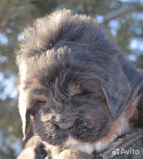 Тибетский мастиф