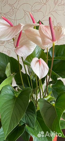 Антуриум редкий