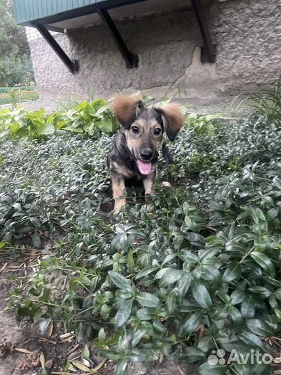 Собака в добрые руки щенок