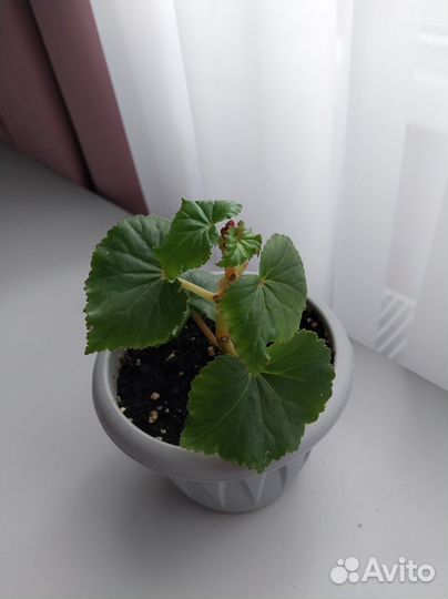 Бегония Элатиор Рэд