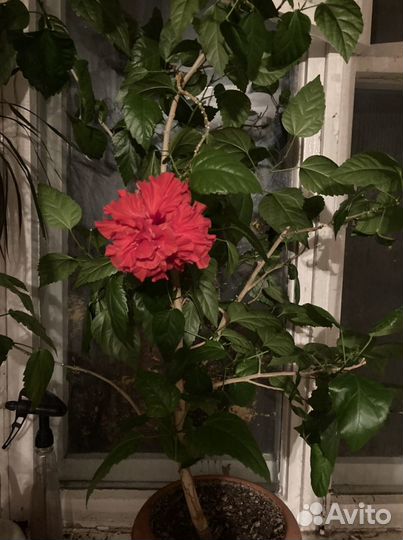 Комнатные цветы крупномеры