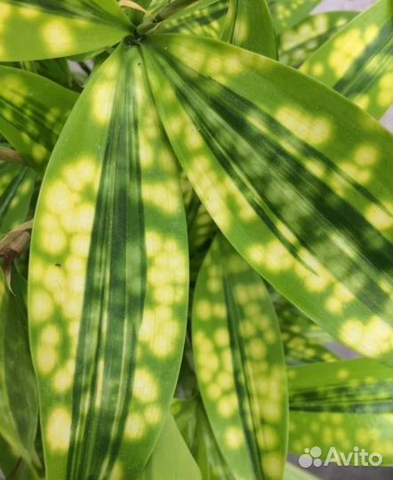 Комнатные растения цветы