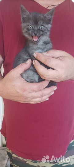 Кошка в дар бесплатно