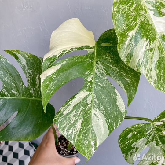 Монстера альба