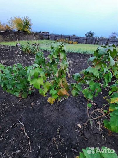 Саженцы черной смородины