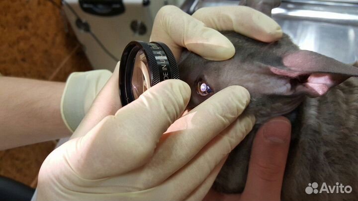 Ветеринар на дом. Ветеринарный врач