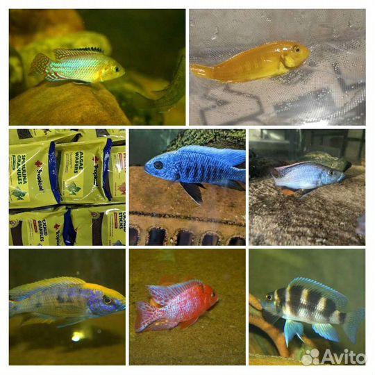 Африканские цихлиды из Волгограда