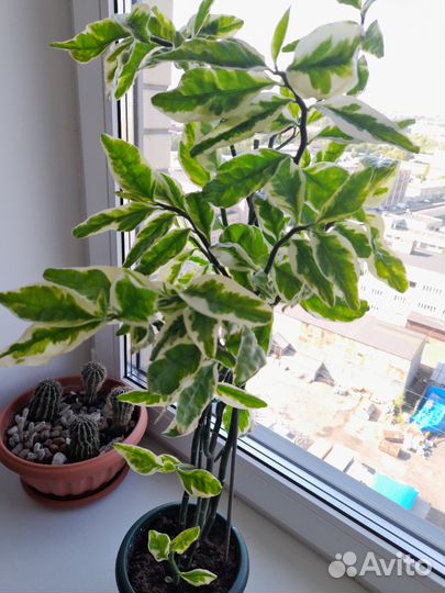 Комнатный цветок Педилантус