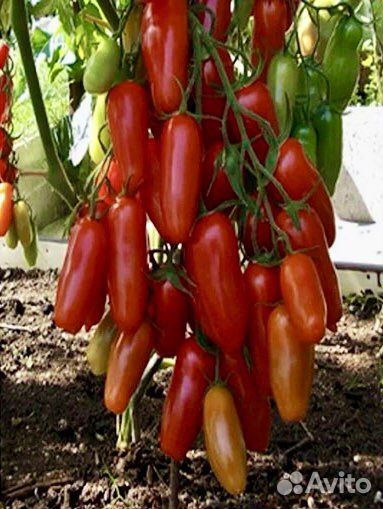 Семена томата Казанова